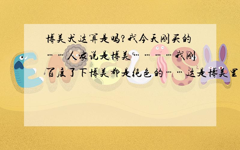 博美犬这算是吗?我今天刚买的……人家说是博美…………我刚百度了下博美都是纯色的……这是博美里的不纯种吗?    还有,这狗能看多大了吗?