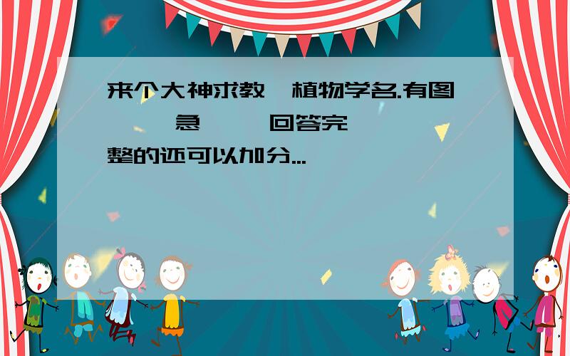 来个大神求教,植物学名.有图     急     回答完整的还可以加分...