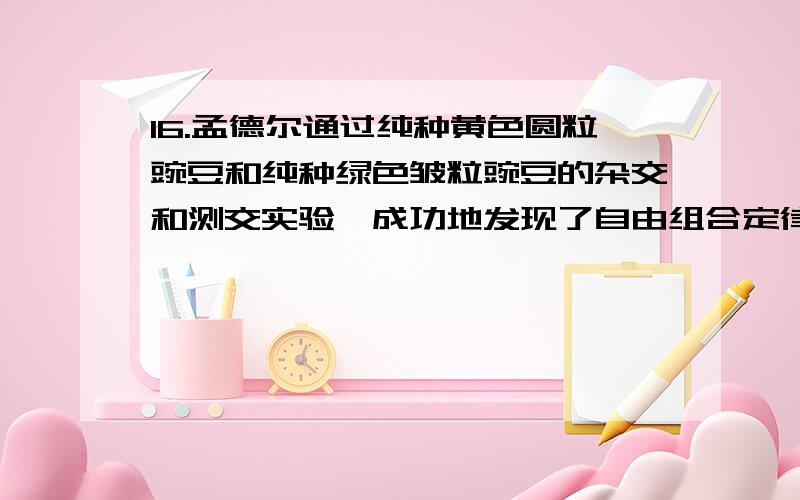 16.孟德尔通过纯种黄色圆粒豌豆和纯种绿色皱粒豌豆的杂交和测交实验,成功地发现了自由组合定律.请回答下面的问题.（1）下列哪一项要求或操作不是孟德尔发现自由组合定律所必须的（