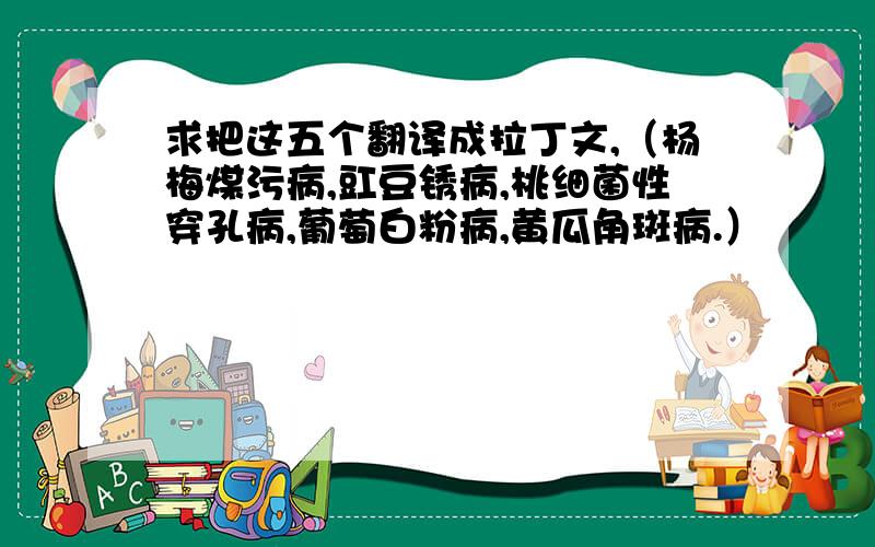 求把这五个翻译成拉丁文,（杨梅煤污病,豇豆锈病,桃细菌性穿孔病,葡萄白粉病,黄瓜角斑病.）