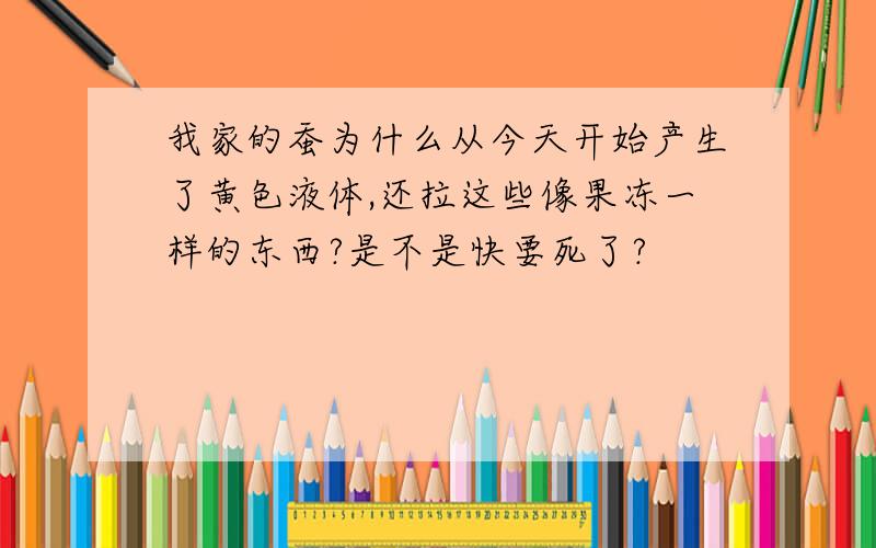 我家的蚕为什么从今天开始产生了黄色液体,还拉这些像果冻一样的东西?是不是快要死了?