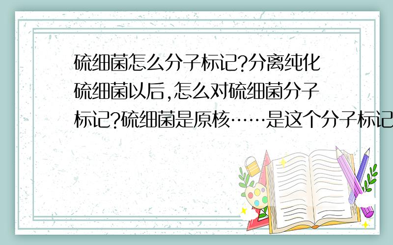 硫细菌怎么分子标记?分离纯化硫细菌以后,怎么对硫细菌分子标记?硫细菌是原核……是这个分子标记，对DNA标记的。要用酶切，PCR，跑电泳的~