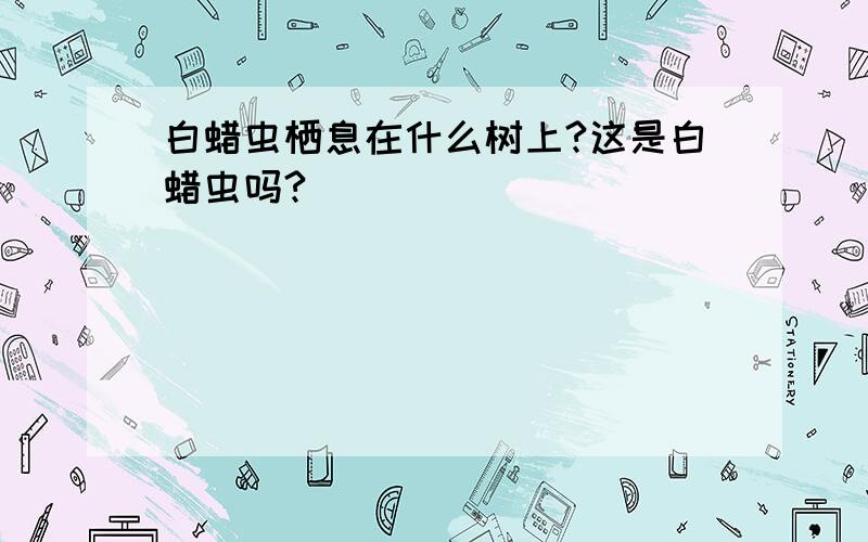 白蜡虫栖息在什么树上?这是白蜡虫吗?