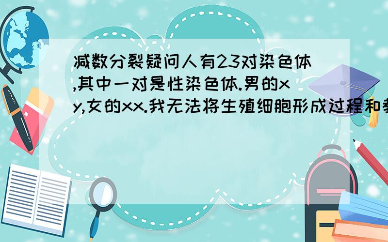 减数分裂疑问人有23对染色体,其中一对是性染色体.男的xy,女的xx.我无法将生殖细胞形成过程和教科书上的图配起来?最后精子里的4条染色体到底是什么,怎么有4条,我钻牛角尖了,急死了,图看