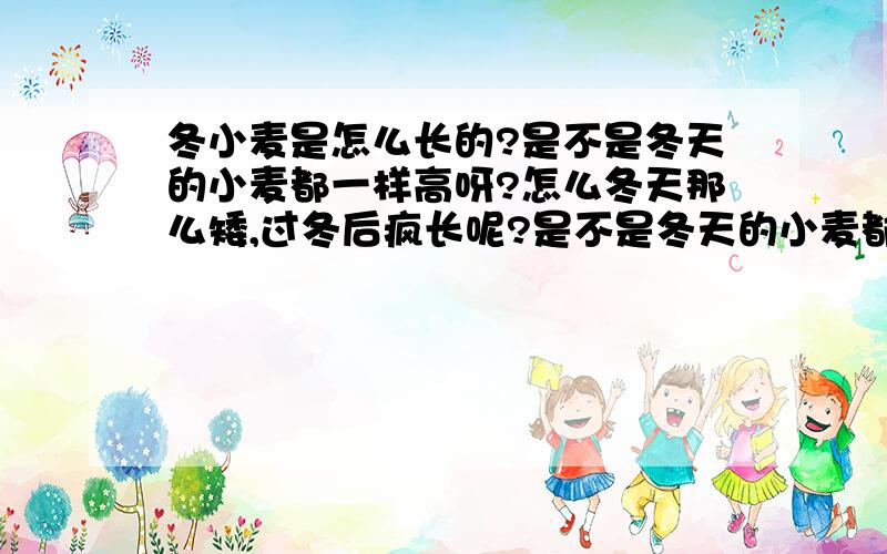 冬小麦是怎么长的?是不是冬天的小麦都一样高呀?怎么冬天那么矮,过冬后疯长呢?是不是冬天的小麦都一样高呀?