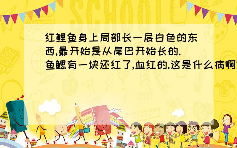 红鲤鱼身上局部长一层白色的东西,最开始是从尾巴开始长的.鱼鳃有一块还红了,血红的.这是什么病啊?该怎么治呢?