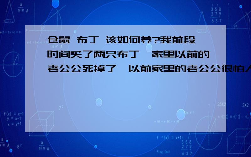 仓鼠 布丁 该如何养?我前段时间买了两只布丁,家里以前的老公公死掉了,以前家里的老公公很怕人,1年多了也不给人碰,是一公一母,可是后来他们生的小孩跟我玩的不错,可能是一开始久闻惯了