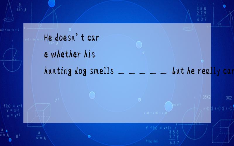 He doesn’t care whether his hunting dog smells _____ but he really cares whether it smells _____.rtA.nice,good B.nice,well C.nicely,well D.nicely,good