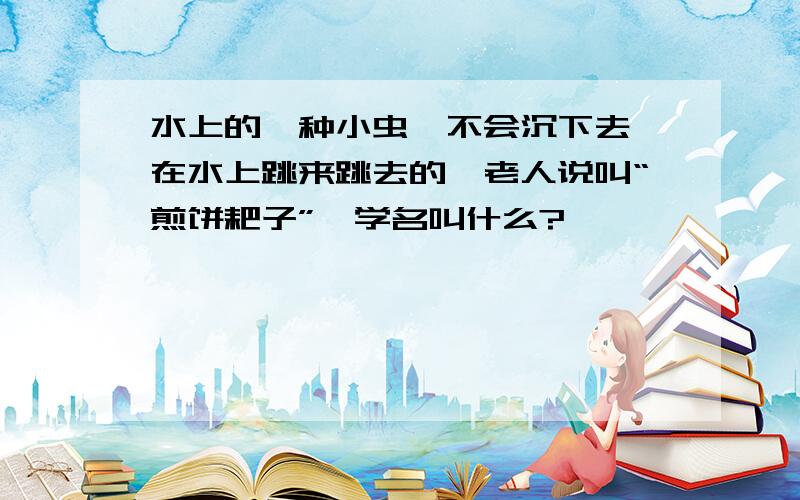 水上的一种小虫,不会沉下去,在水上跳来跳去的,老人说叫“煎饼耙子”,学名叫什么?