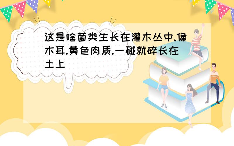 这是啥菌类生长在灌木丛中.像木耳.黄色肉质.一碰就碎长在土上