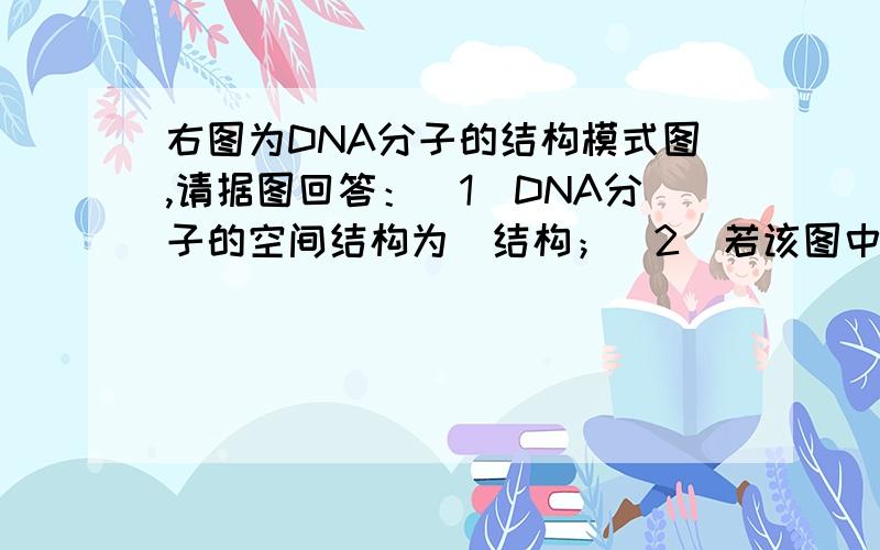 右图为DNA分子的结构模式图,请据图回答：（1）DNA分子的空间结构为_结构；（2）若该图中共有60个碱基,其中T（胸腺嘧啶）有20个,则G（鸟嘌呤）有_个.（3）图中『1』是_（填字母）,图中『5』