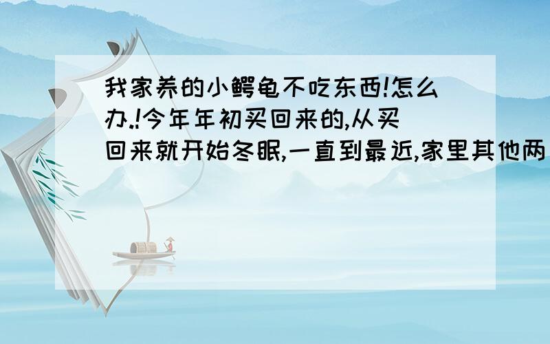 我家养的小鳄龟不吃东西!怎么办.!今年年初买回来的,从买回来就开始冬眠,一直到最近,家里其他两只陆龟和巴西龟已经醒过来吃东西了,但是鳄龟喂鱼虾什么都不肯吃,它七斤多,是不是它吃什