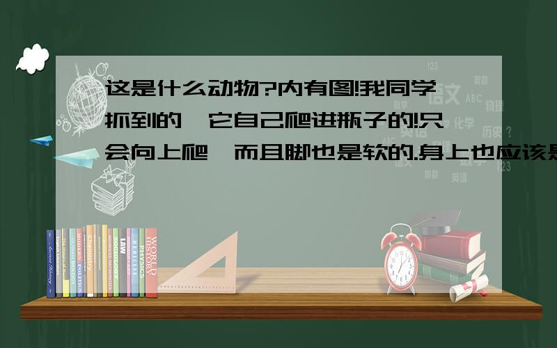 这是什么动物?内有图!我同学抓到的,它自己爬进瓶子的!只会向上爬,而且脚也是软的.身上也应该是软的.（没摸过.）