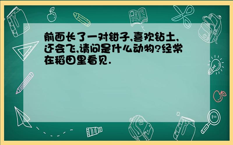 前面长了一对钳子,喜欢钻土,还会飞,请问是什么动物?经常在稻田里看见.