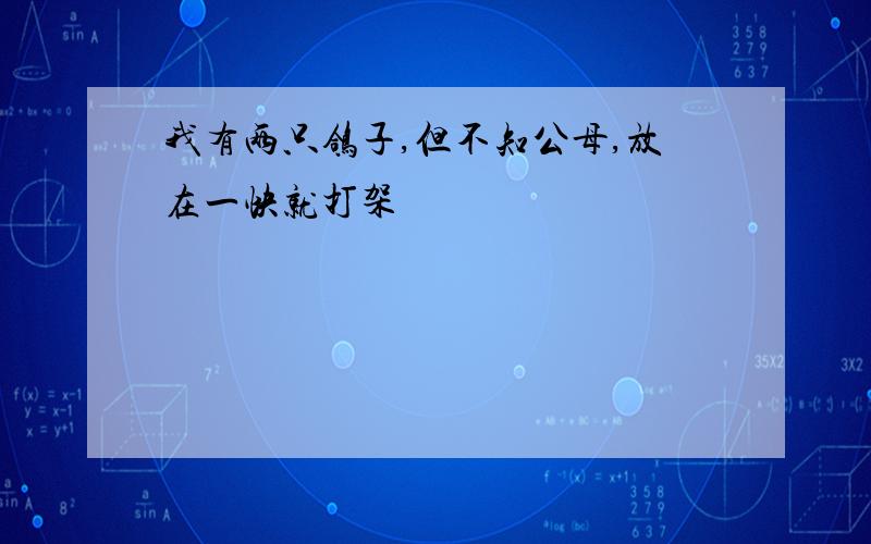 我有两只鸽子,但不知公母,放在一快就打架