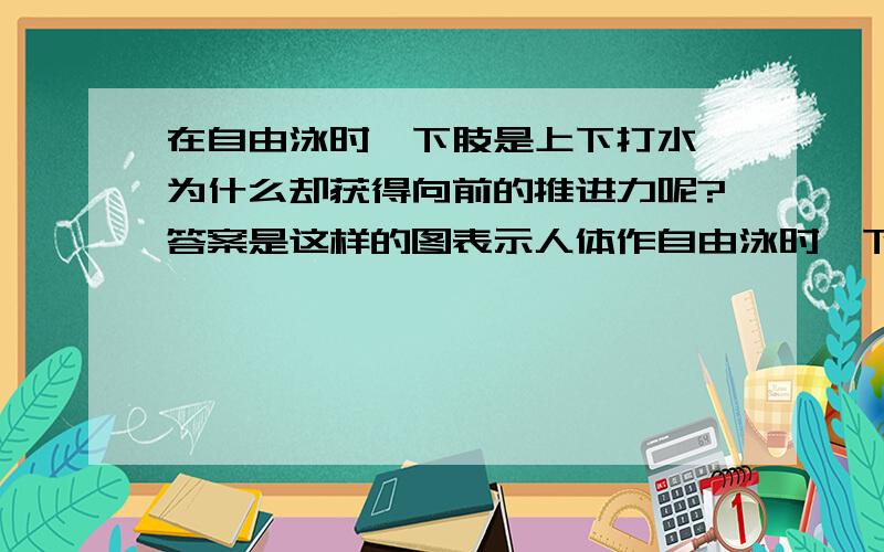 在自由泳时,下肢是上下打水,为什么却获得向前的推进力呢?答案是这样的图表示人体作自由泳时,下肢在某一时刻的动作：右脚向下打水,左脚向上打水.由图可见,由于双脚与水的作用面是倾斜