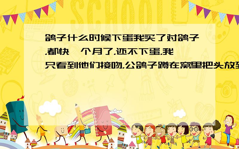 鸽子什么时候下蛋我买了对鸽子，都快一个月了，还不下蛋，我只看到他们接吻，公鸽子蹲在窝里把头放到母鸽子的肚子下面，母鸽子站在旁边，这两天我看到公鸽子在窝里咕咕的叫，母鸽