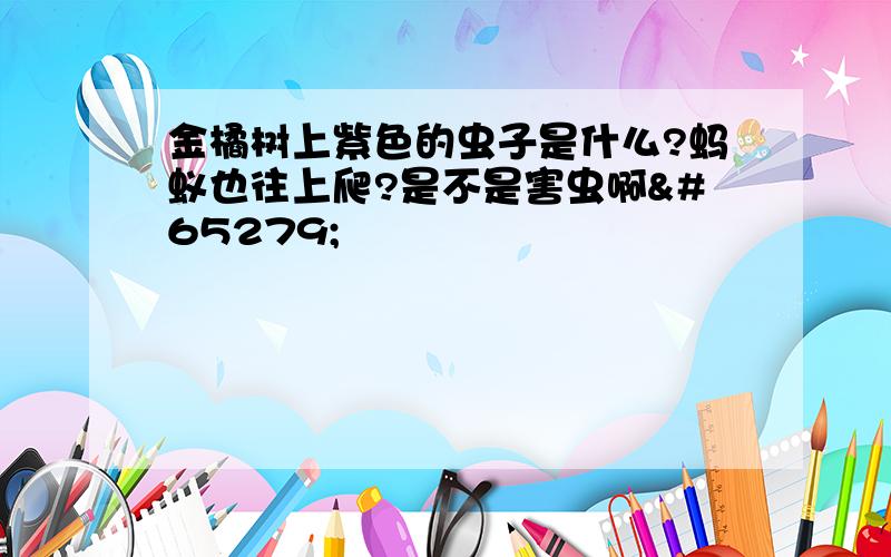 金橘树上紫色的虫子是什么?蚂蚁也往上爬?是不是害虫啊﻿