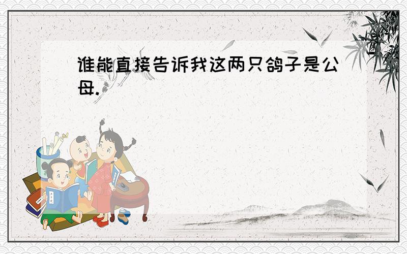 谁能直接告诉我这两只鸽子是公母.