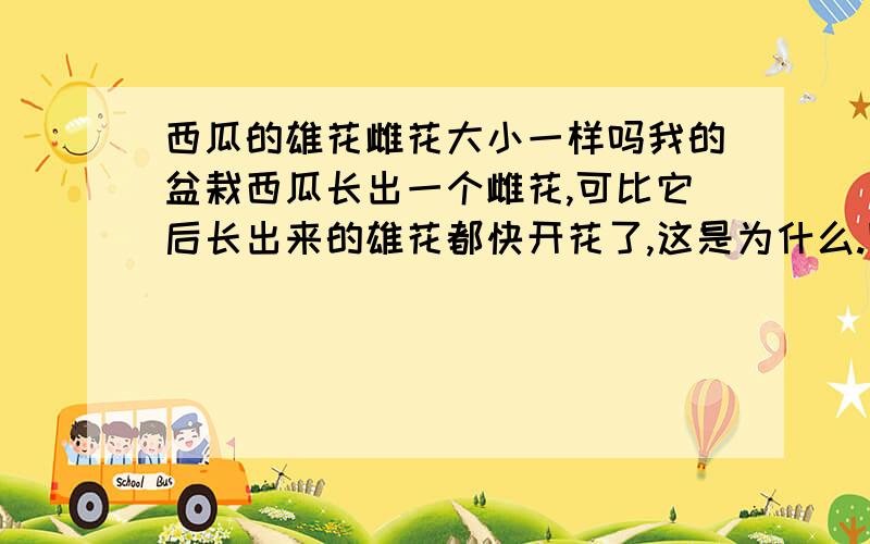 西瓜的雄花雌花大小一样吗我的盆栽西瓜长出一个雌花,可比它后长出来的雄花都快开花了,这是为什么.图不清楚,大的是雄花,小的是雌花.你养过西瓜吗