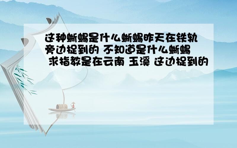 这种蜥蜴是什么蜥蜴昨天在铁轨旁边捉到的 不知道是什么蜥蜴 求指教是在云南 玉溪 这边捉到的