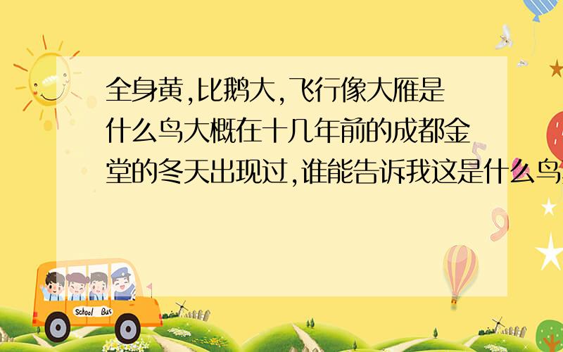 全身黄,比鹅大,飞行像大雁是什么鸟大概在十几年前的成都金堂的冬天出现过,谁能告诉我这是什么鸟真的是一种鸟,最好最好有图片