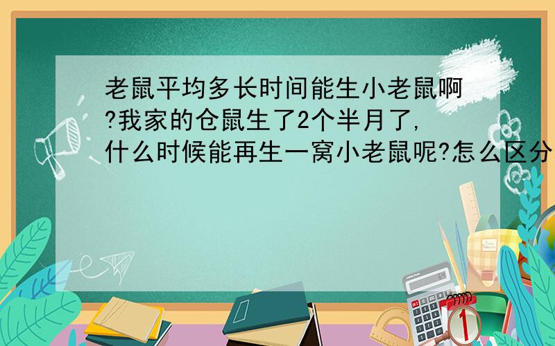 老鼠平均多长时间能生小老鼠啊?我家的仓鼠生了2个半月了,什么时候能再生一窝小老鼠呢?怎么区分老鼠的公母呢?现在还不明白……