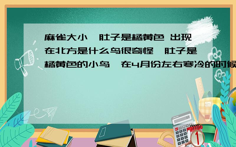 麻雀大小,肚子是橘黄色 出现在北方是什么鸟很奇怪,肚子是橘黄色的小鸟,在4月份左右寒冷的时候看到的~很像麻雀,但羽毛颜色不一样啊~是什么鸟啊~我只看到过一次就再没看到了~也没机会照