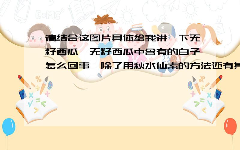 请结合这图片具体给我讲一下无籽西瓜,无籽西瓜中含有的白子怎么回事,除了用秋水仙素的方法还有其他的吗?