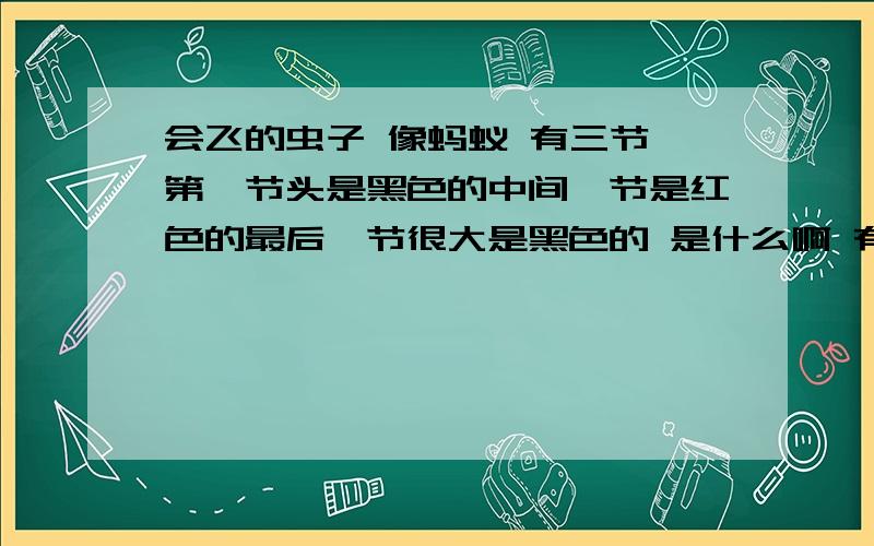 会飞的虫子 像蚂蚁 有三节 第一节头是黑色的中间一节是红色的最后一节很大是黑色的 是什么啊 有没有危险