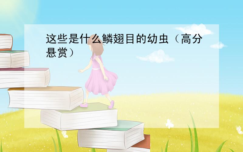 这些是什么鳞翅目的幼虫（高分悬赏）