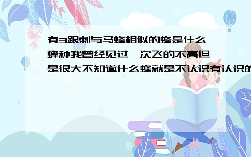 有3跟刺与马蜂相似的蜂是什么蜂种我曾经见过一次飞的不高但是很大不知道什么蜂就是不认识有认识的见了请说明一下啊是3中不同颜色的刺有中指那么长