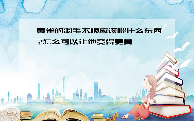 黄雀的羽毛不顺应该喂什么东西?怎么可以让他变得更黄