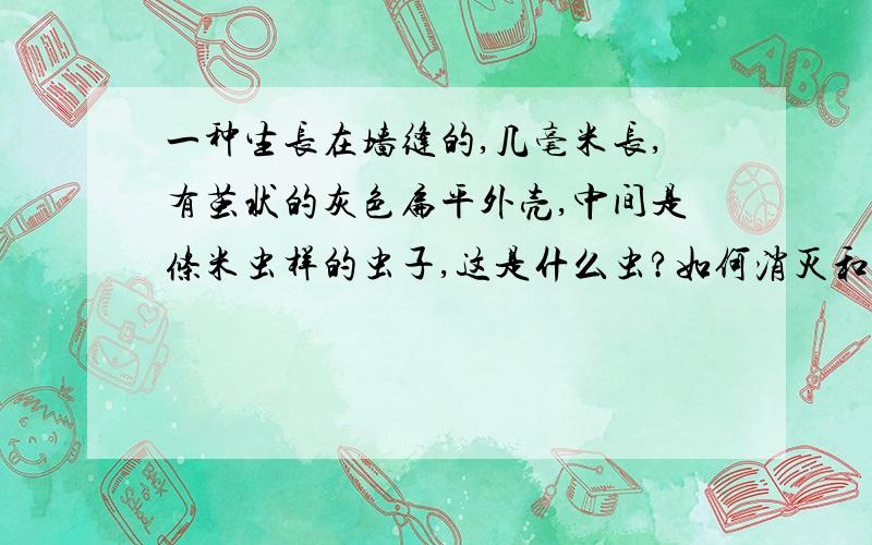 一种生长在墙缝的,几毫米长,有茧状的灰色扁平外壳,中间是条米虫样的虫子,这是什么虫?如何消灭和防治|