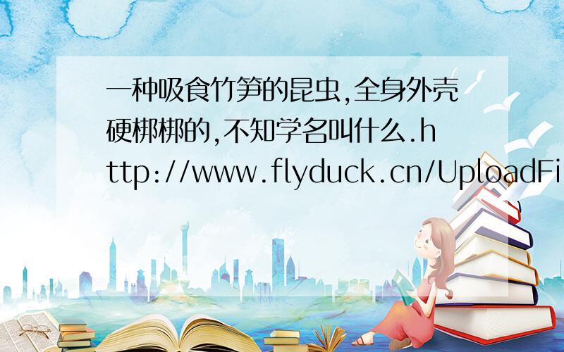 一种吸食竹笋的昆虫,全身外壳硬梆梆的,不知学名叫什么.http://www.flyduck.cn/UploadFile/2007-7/20077118345947016.jpghttp://www.flyduck.cn/UploadFile/2007-7/20077118191060867.jpg如图,这虫学名是什么?