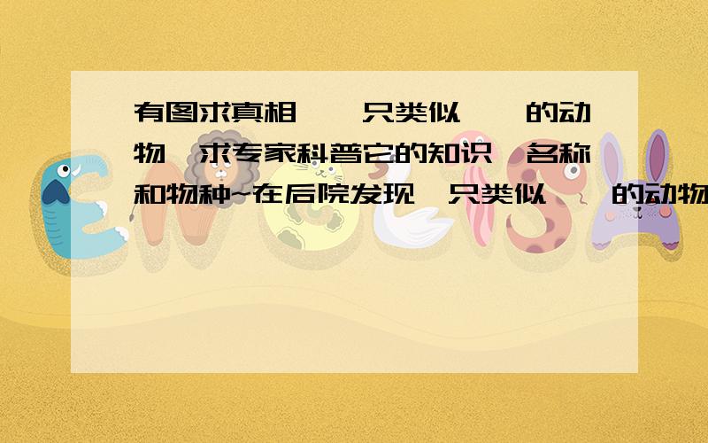 有图求真相,一只类似蜥蜴的动物,求专家科普它的知识,名称和物种~在后院发现一只类似蜥蜴的动物,在我们这很少见,好奇便捉来观察,背上有坚起的鳍,尾巴细长且比身体更长,颜色如图,刚捉到