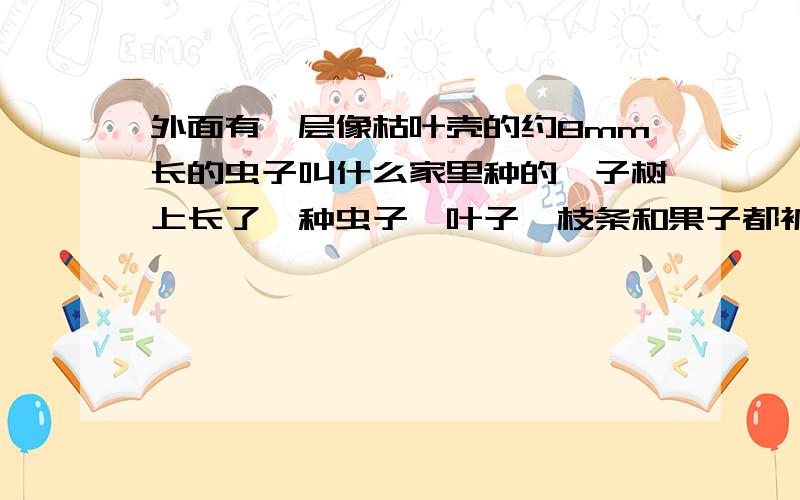 外面有一层像枯叶壳的约8mm长的虫子叫什么家里种的桔子树上长了一种虫子,叶子,枝条和果子都被叮死了.想要喷药却不知道是什么虫子无法对症下药.这种虫子呈圆锥状,顶部紧贴在叶子上,外