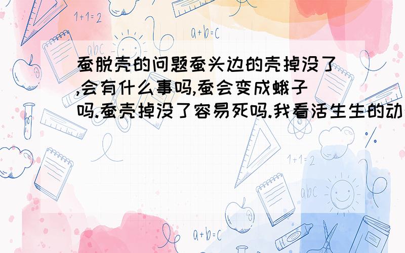 蚕脱壳的问题蚕头边的壳掉没了,会有什么事吗,蚕会变成蛾子吗.蚕壳掉没了容易死吗.我看活生生的动物死掉,我心里实在难受的不得了.