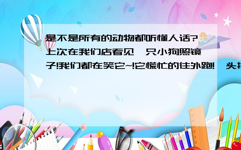 是不是所有的动物都听懂人话?上次在我们店看见一只小狗照镜子!我们都在笑它~!它慌忙的往外跑!一头撞到玻璃门上.哈哈哈~~真不可思意!~