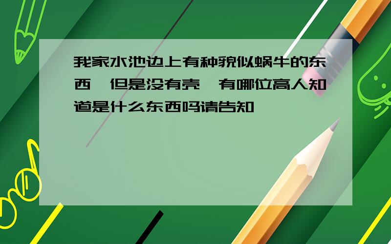 我家水池边上有种貌似蜗牛的东西,但是没有壳,有哪位高人知道是什么东西吗请告知