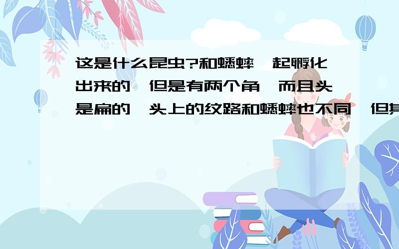 这是什么昆虫?和蟋蟀一起孵化出来的,但是有两个角,而且头是扁的,头上的纹路和蟋蟀也不同,但其他都相这长的好奇怪啊!