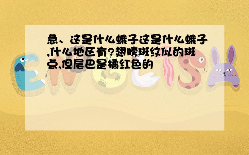 急、这是什么蛾子这是什么蛾子,什么地区有?翅膀斑纹似的斑点,但尾巴是橘红色的