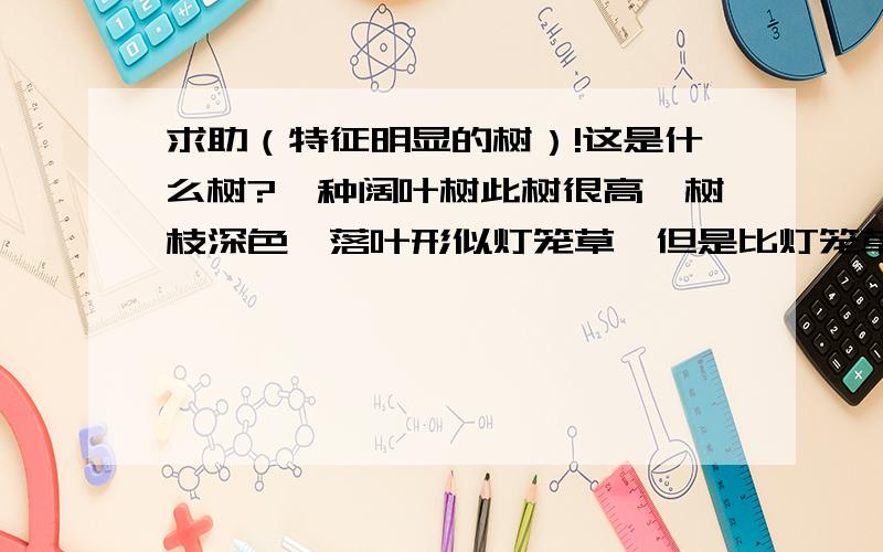 求助（特征明显的树）!这是什么树?一种阔叶树此树很高,树枝深色,落叶形似灯笼草,但是比灯笼草要浅.全缘形,分支上,三个树叶里面包被的是三个黑色的树种.（就好比是浅颜色的灯笼草,只不