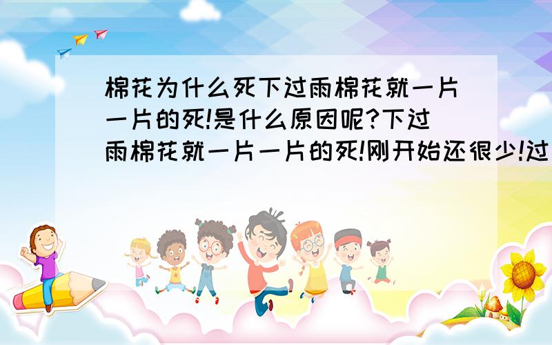 棉花为什么死下过雨棉花就一片一片的死!是什么原因呢?下过雨棉花就一片一片的死!刚开始还很少!过后就多了?是什么原因啊?