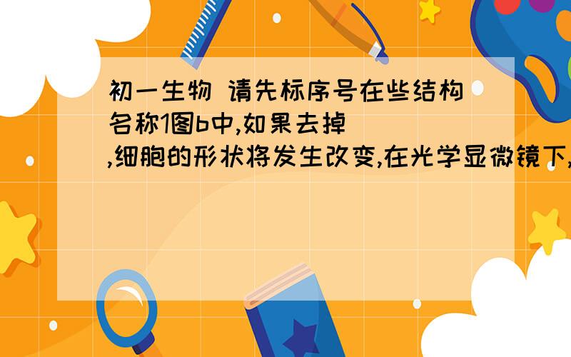 初一生物 请先标序号在些结构名称1图b中,如果去掉（ ）,细胞的形状将发生改变,在光学显微镜下,不容易看清楚的结构是（ ）          2切洋葱是,会有刺激性物质挥发出来,该物质存在与（  ）