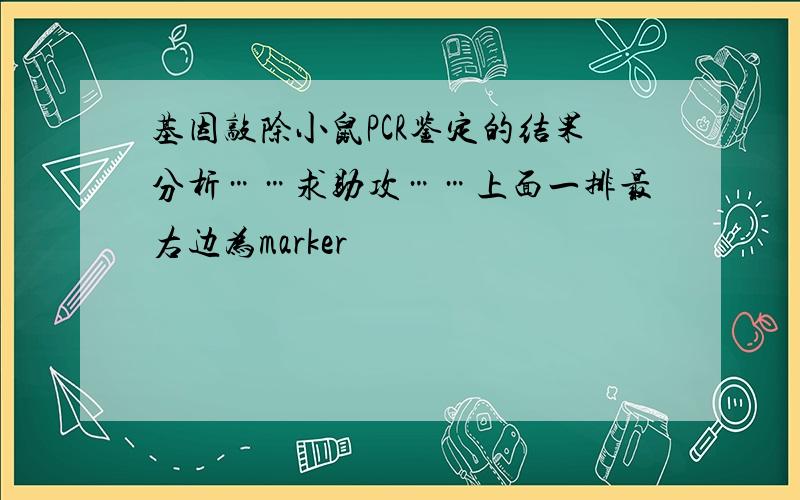 基因敲除小鼠PCR鉴定的结果分析……求助攻……上面一排最右边为marker