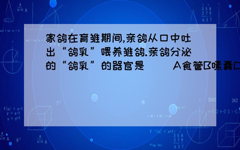 家鸽在育雏期间,亲鸽从口中吐出“鸽乳”喂养雏鸽.亲鸽分泌的“鸽乳”的器官是（） A食管B嗉囊C腺胃D肌胃