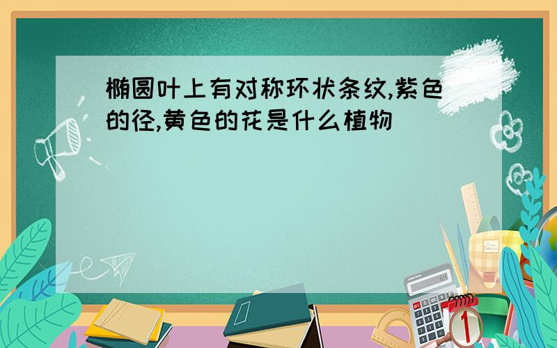 椭圆叶上有对称环状条纹,紫色的径,黄色的花是什么植物