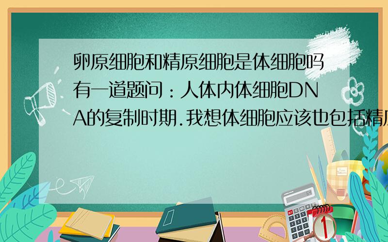 卵原细胞和精原细胞是体细胞吗有一道题问：人体内体细胞DNA的复制时期.我想体细胞应该也包括精原和卵原细胞吧,这二者都可以减数分裂,而体细胞大都是有丝分裂,所以我写的是分裂间期,