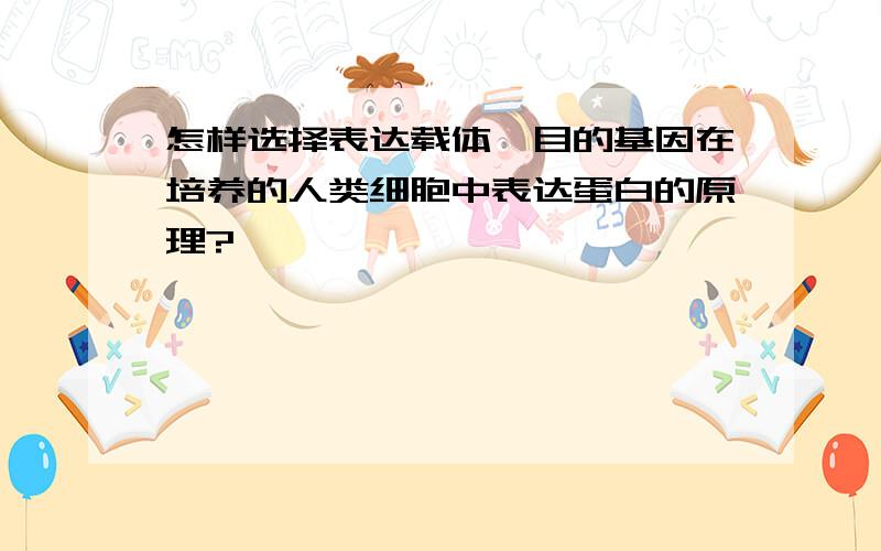 怎样选择表达载体,目的基因在培养的人类细胞中表达蛋白的原理?